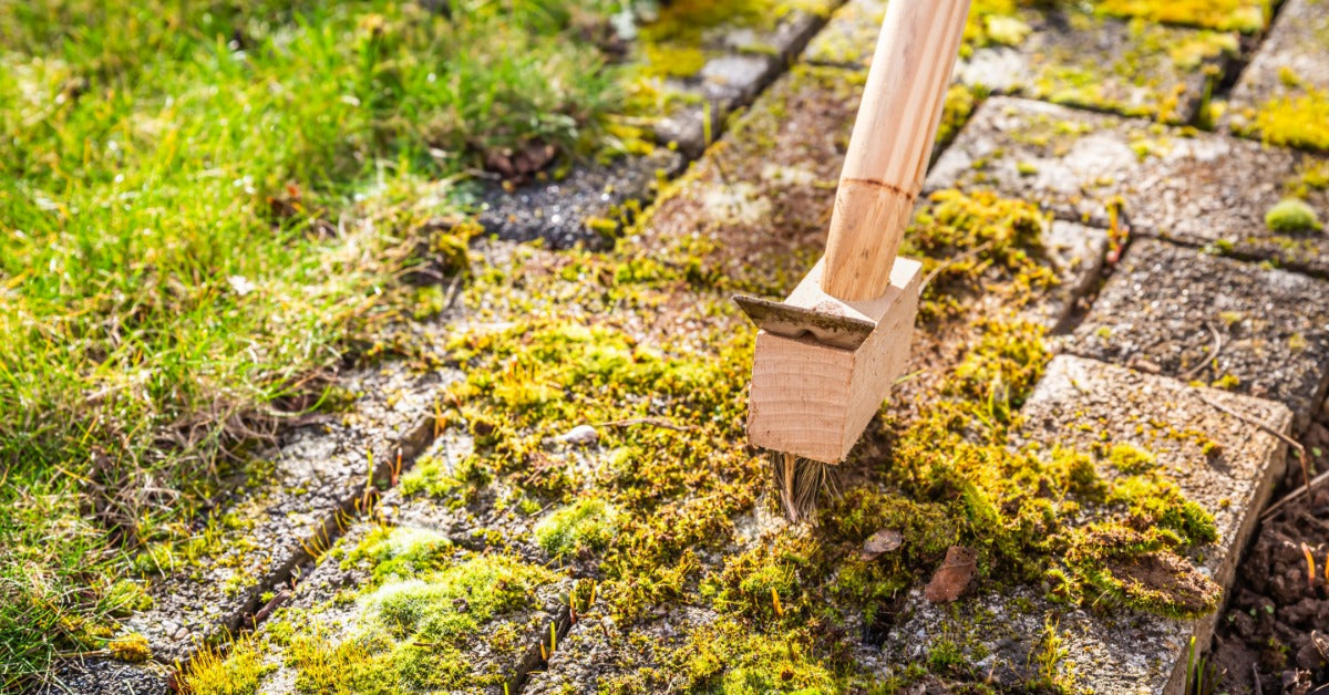 A wooden-handled wire brush scraping bright green moss from square patio pavers beside a grassy edge.