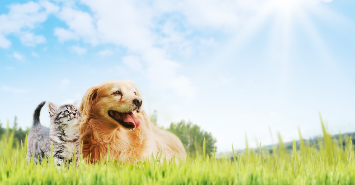 How to Safely Clean Patios Around Pets and Plants